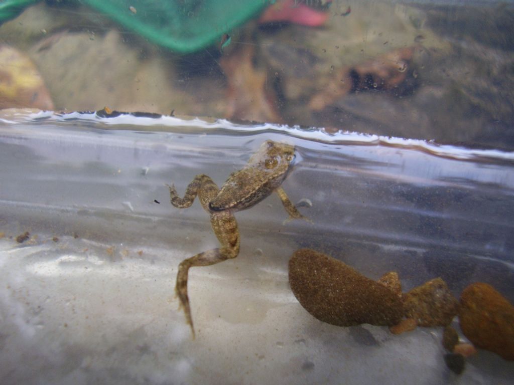 Rana italica